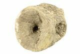Fossil Xiphactinus (Cretaceous Fish) Vertebra - Kansas #258905-1